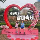 조선이공대학교 | 조선대 장미축제 주차 기간 광주 아이랑 가볼만한곳
