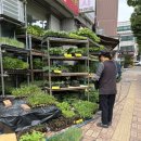 모란애견 | 모란시장 모종 가격 후기｜상추·고추·토마토 모종 가격 총정리