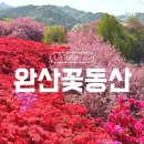 완산도서관 화장실 | 전주 완산칠봉 겹벚꽃 주차 가장 빠르게 올라가는법 포토스팟