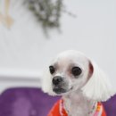 루시펫살롱 이미지