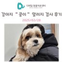 쿵이 | 철산 동물병원) 강아지 쿵이 알러지 알레르기 검사 후기