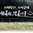 백봉오골계법인 이미지
