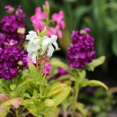 비단향꽃무 이미지