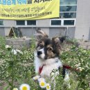 산책갈까? 이미지