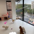 머뭄 애견유치원 이미지