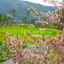 석정힐링하우스 301 | 고창 석정힐CC 4월 벚꽃 라운드 골프장 추천 날씨 정보