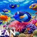 Aquarium Bliss 8K UHD 🐠Colorful Tropical Fish &amp; Coral Scenes- Meditatio.. 이미지