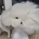 어글리독 | 어글리독 가위 이벤트 참여!!