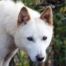 애견코리아 이미지