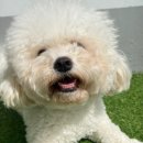 마마스미독펜트하우스 광주애견유치원&애견호텔 본점 이미지