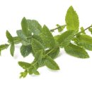 페퍼민트 이미지