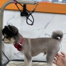 펫플러스라이프 이미지