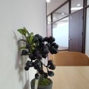 일어(초.중급) 이미지