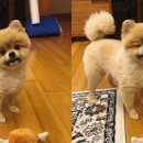 심쿵펫 이미지