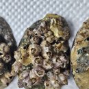 굴이랑전복이랑 이미지