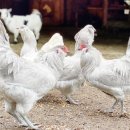 청계축산 이미지