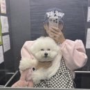 댕댕휴개소 이미지