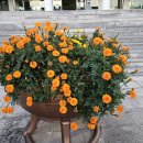 망마보조경기장 이미지