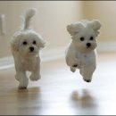 아기강아지 이미지