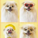 놀러오개 애견 유치원 애견 호텔 이미지