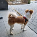 이쁘게 잘라줄개 이미지