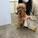 탑 애견 | 부산 수영 댕스탑 애견 미용 추천 목욕+위생미용 후기