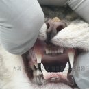 서초힐스동물병원 이미지