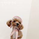 털찐댕댕이 이미지