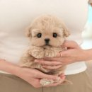 도그플러스 동물병원(미유펫 대구점) 이미지