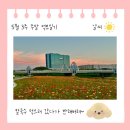 [5월 3주] 주말 먹보일기 #양귀비꽃이 너무 이쁜 오산천