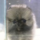 미스터도그 이미지