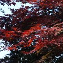 숲속에 아침 이미지