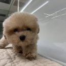 이정훈 강아지 하남본점 이미지