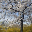스타벅스 안양운동장사거리DT점 | 안양 종합운동장 수촌마을 벚꽃 비밀 포토존 개나리 벚꽃 동시에