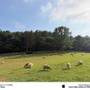 상상목장 | 경상남도 남해군 상상양떼목장 방문 후기