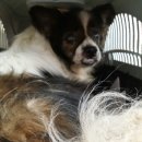 이성준동물병원 이미지