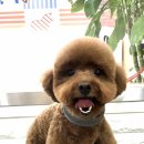 아롱애견미용실 이미지