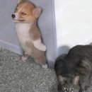 다이아에그