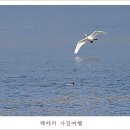 백조 이미지