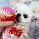 그루밍케이 이미지