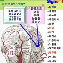 40대 의대 교수의 갑작스런 죽음~지주막하 출혈 이미지