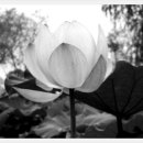 생명의 소리 이미지