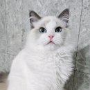 달래캐터리 이미지