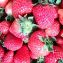 태준농장 이미지