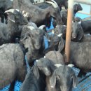 지암흑염소목장 이미지