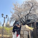 청라언덕 경관 포토 | 청라언덕 동산병원 벚꽃 만개🌸 목련 막차 (실시간 개화상태, 주차, 포토스팟)