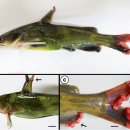 동자개의 지느러미 끝 부분 기생 Myxobolus xiantaoensis 이미지