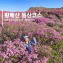 합천 황매산 등산코스 제1철쭉군락지 개화상태 철쭉축제