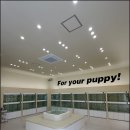 퍼피라이프 이미지