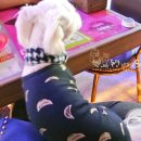 박여진애견미용실 이미지